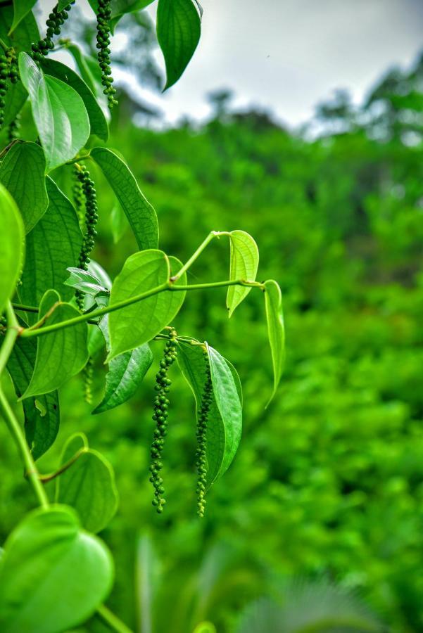 Rainforest Nature House Deniyaya Bagian luar foto